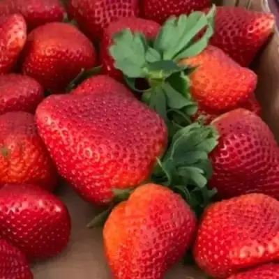 Клубника МОНТЕРЕЙ ремонтантная в Пинске