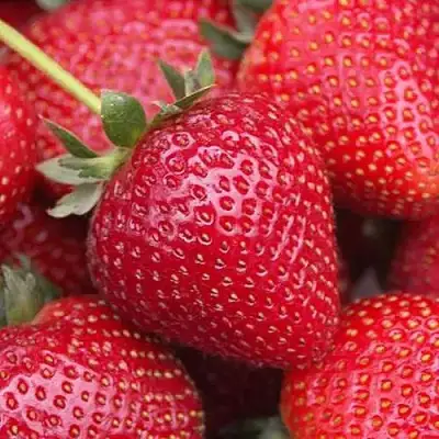 Клубника СЕЛЬВА ремонтантная в Пинске