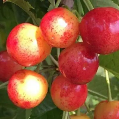 Черешня СОПЕРНИЦА в Пинске