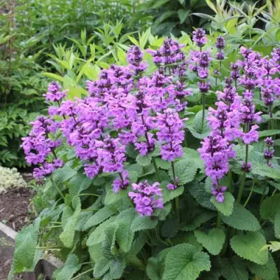 Буквица крупноцветковая в Пинске