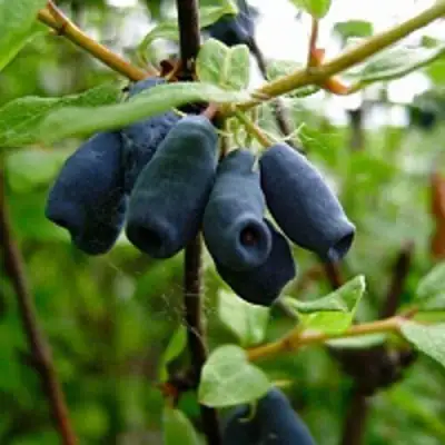 Жимолость съедобная ВОЛХОВА в Пинске