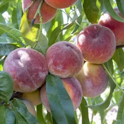 Персик ЗАРМЕНЮ в Пинске