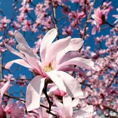 Магнолия РОЗЕЯ в Пинске