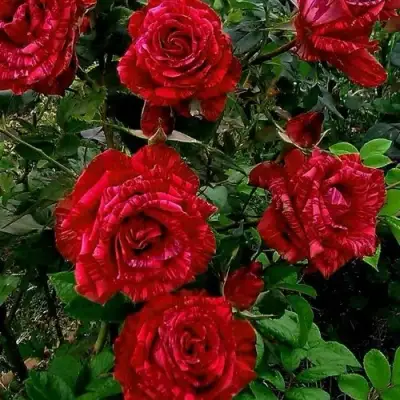 Роза РЕД ИНТУИШН чайно-гибридная в Пинске