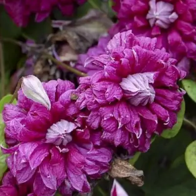 Клематис ПУРПУРЕА ПЛЕНА ЭЛЕГАНС в Пинске