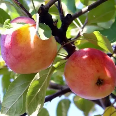 Яблоня АБРИКОСОВАЯ в Пинске