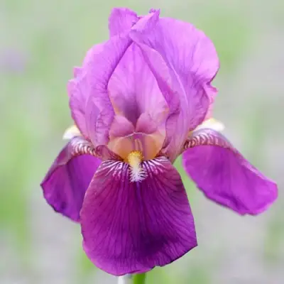 Ирис ИМПЕРАТОР бородатый в Пинске