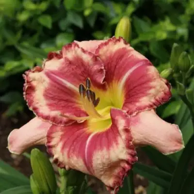 Лилейник АУТСТАНДИНГ гибридный в Пинске