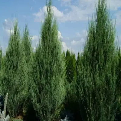 Можжевельник СКАЙРОКЕТ  скальный в Пинске