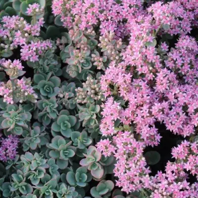 Очиток (седум) САНСПАРКЛЕР ЛАЙМ ЗИНГЕР в Пинске
