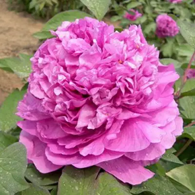 Пион ОРНАМЕНТ древовидный в Пинске