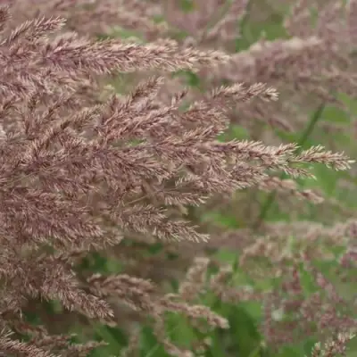 Вейник КАРЛ ФОРСТЕР остроцветковый в Пинске