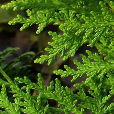 Туя восточная в Пинске