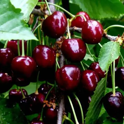 Черешня РЕВНА в Пинске