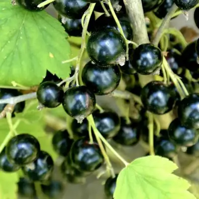 Смородина черная ВОЛОГДА в Пинске