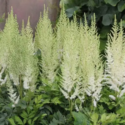 Астильба ДИАМАНТ Арендса в Пинске