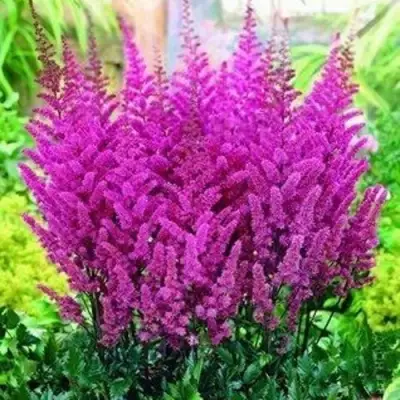 Астильба ПЕПЛ РЕЙН гибридная в Пинске