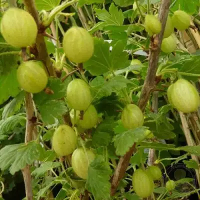 Крыжовник ИНВИКТА в Пинске