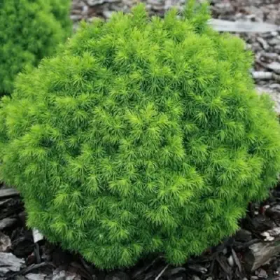 Ель АЛЬБЕРТА ГЛОБ сизая в Пинске