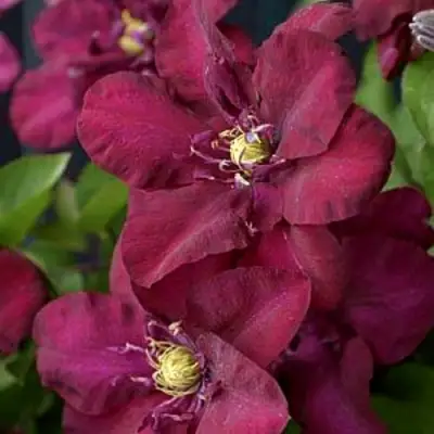 Клематис ЯН III СОБЕСКИ в Пинске