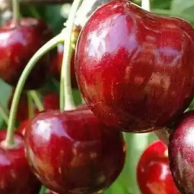 Черешня ВАСИЛИСА в Пинске