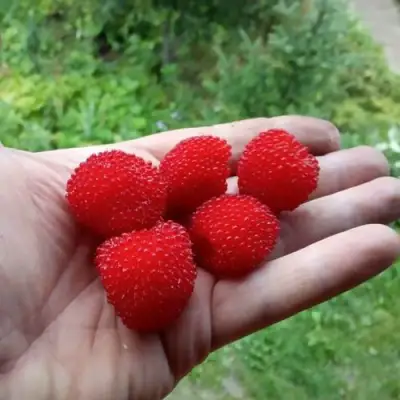 Малина ТИБЕТСКАЯ (РОЗОЛИСТНАЯ) в Пинске
