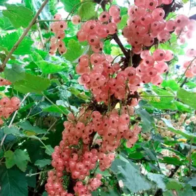 Смородина белая ПРЫГАЖУНЯ (РОЗОВАЯ) в Пинске