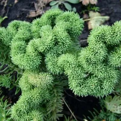 Очиток (седум) КРИСТАТУМ отогнутый в Пинске