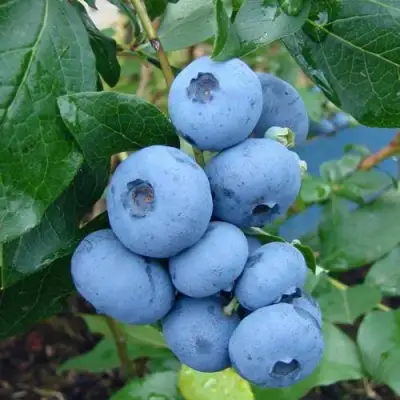 Голубика ТОРО в Пинске