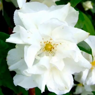 Жасмин РОЗАЦЕ в Пинске