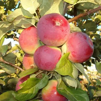 Яблоня ОРЛИК в Пинске