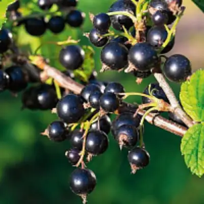 Смородина чёрная ЦЕРЕРА в Пинске