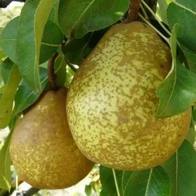 Груша ГЕНЕРАЛ ЛЕКЛЕРК в Пинске