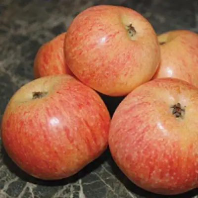 Яблоня КОНФЕТНОЕ в Пинске