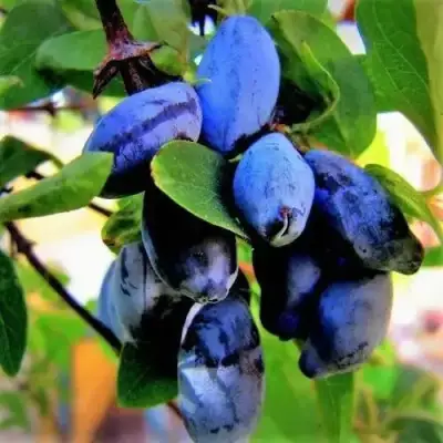 Жимолость съедобная БЛУ ТРЕЖЭ (ГОЛУБОЕ СОКРОВИЩЕ) в Пинске