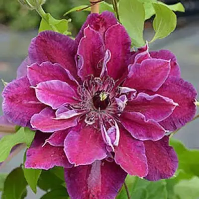 Клематис МАЙ БЬЮТИ в Пинске