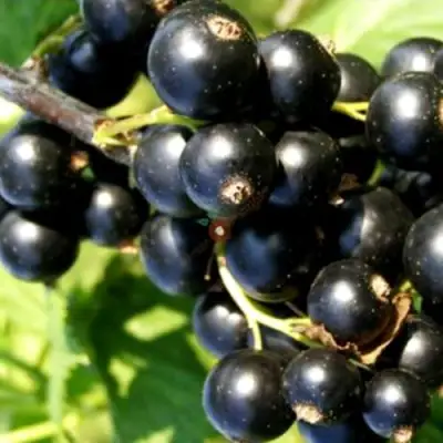 Смородина чёрная ДЕЛИКАТЕСНАЯ в Пинске