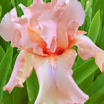 Ирис ПАТИ ДРЕСС бородатый в Пинске