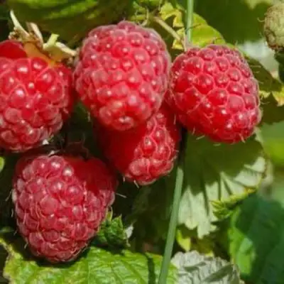 Малина ПРИМАРА в Пинске