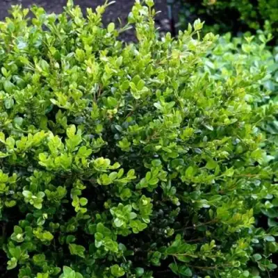 Самшит ФОЛКНЕР в Пинске