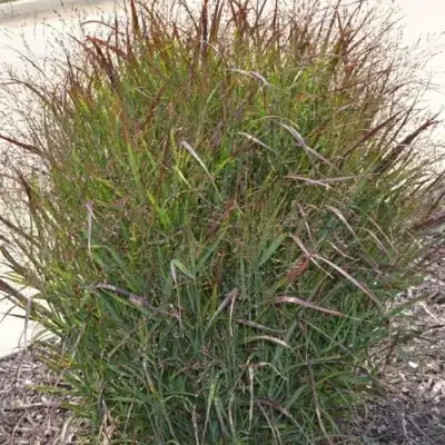 Просо ШЕНАНДО прутьевидное в Пинске