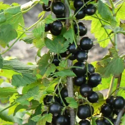 Смородина чёрная ДАБРАДЗЕЯ в Пинске