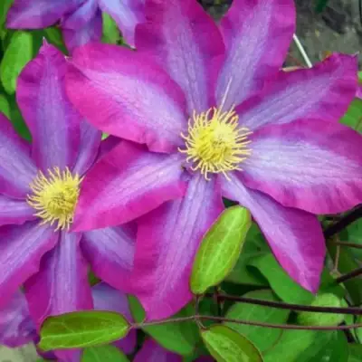 Клематис КАКИО в Пинске