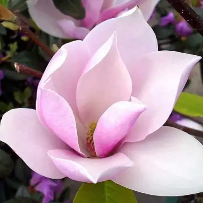 Магнолия АЛЕКСАНДРИНА  в Пинске