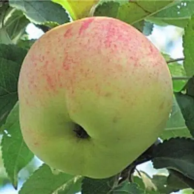Яблоня ЛЕТНЕЕ СЛАДКОЕ в Пинске
