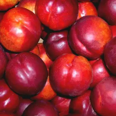 Нектарин МЕДВЕДЕВСКИЙ в Пинске