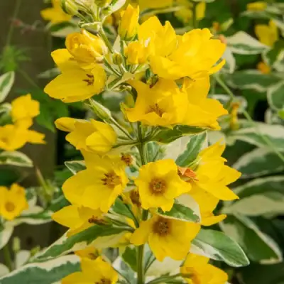 Вербейник АЛЕКСАНДР точечный в Пинске