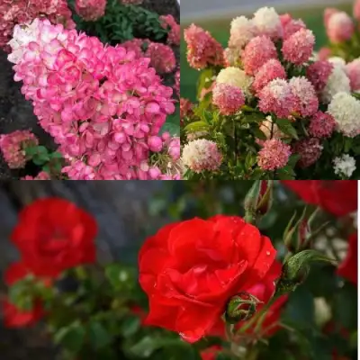 Комплект РОЗОВЫЙ ЗАКАТ в Пинске