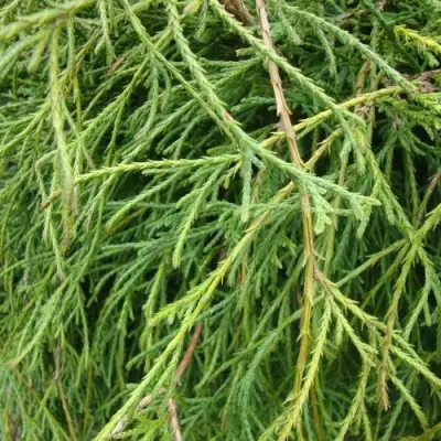 Кипарисовик ФИЛИФЕРА НАНА горохоплодный  в Пинске