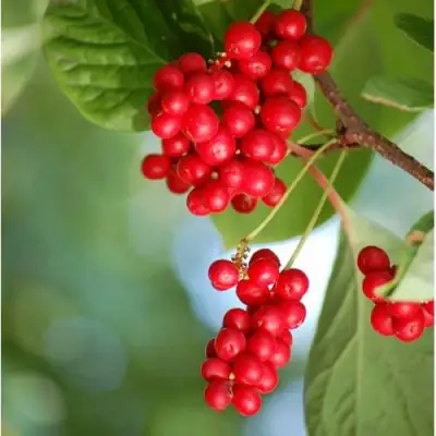 Лимонник ДЕБЮТ китайский в Пинске